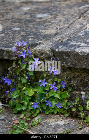 Hübsche blaue Glockenblumen (Campanula poscharskyana) bis Alter Garten Schritte im Frühjahr in Sussex, UK Stockfoto