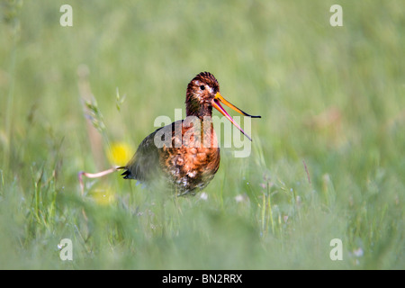 Schwarz angebundene Uferschnepfe; Limosa Limosa; Aufruf Stockfoto