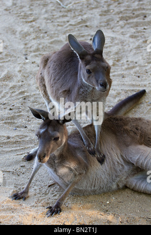 Paar Western grey Kängurus (Macropus Fuliginosus) spielen Stockfoto