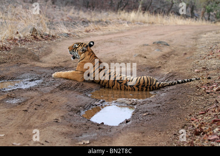 Tiger sitzen in einem kleinen Wasserbecken wegschauen mitten in der Waldstraße in Ranthambhore National Park, Indien Stockfoto