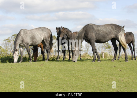 Herde von Pferden auf der Wiese Stockfoto