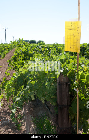 Falle für glasige Flügel Scharfschütze im Weinberg, Fresno County, Central Valley von Kalifornien Stockfoto