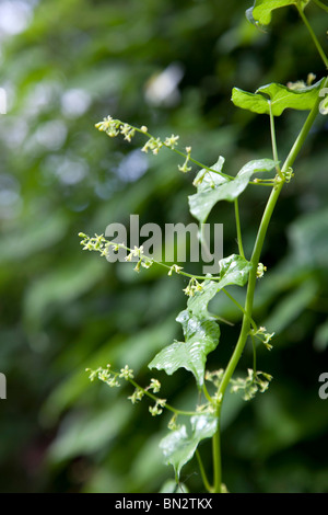 Schwarz-Zaunrübe; Tamus Communis; in Blüte; Stockfoto