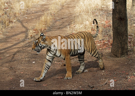 Tiger zu Fuß im Freien in Ranthambhore National Park, Indien Stockfoto