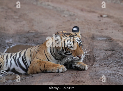 Tiger Porträtaufnahme im Ranthambhore National Park, Indien Stockfoto