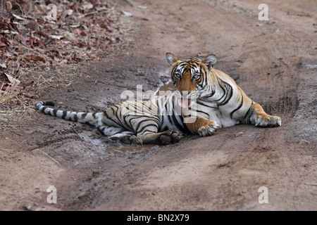 Tiger sitzen in einem kleinen Wasserbecken in der Mitte der Forststraße in Ranthambhore National Park, Indien Stockfoto