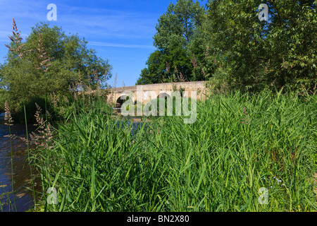 Schilf und Binsen unter Harrold Brücke über den Fluss Great Ouse, Harrold, Bedfordshire, Uk Stockfoto