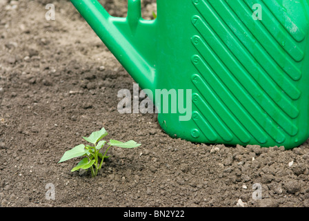 Neu gepflanzte Jungpflanzen Süßkartoffel (Ipomoea Batatas). South Yorkshire, England. Stockfoto