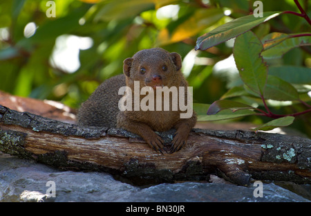 Ein einzelner Zwerg Mongoose direkt in die Kamera schaut (Helogale parvula) Stockfoto