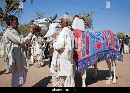 Mann, die Inspektion ein Ochse. Nagaur Viehmarkt. Rajasthan. Indien Stockfoto