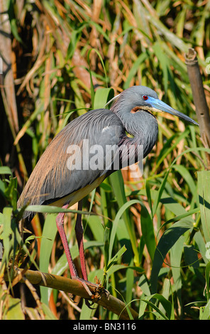 Little Blue Heron (Florida Caerulea) bei Verschachtelung Mal in Orlando, Florida, USA Stockfoto