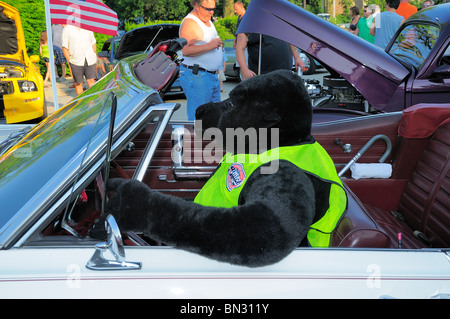 Schwarzbär auf Kreuzfahrt Nächte Car Show in der kleinen Stadt Amerika Buick Cabrio fahren. Stockfoto