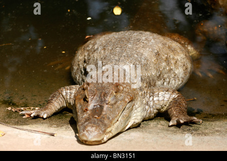 Brillentragende Kaiman in Gefangenschaft in Trivandrum Zoo, Thiruvananthapuram, Kerala, Indien (Caiman Crocodilus) Stockfoto