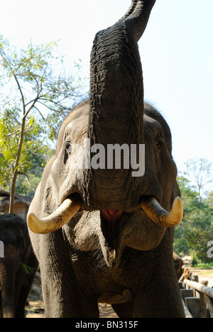 Elefanten bei der Maesa Camp, Chiang Mai, Thailand, Südostasien Stockfoto