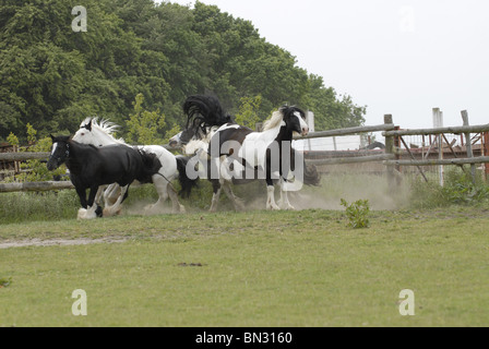 Irish Tinker auf Wiese Stockfoto