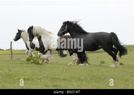 Irish Tinker auf Wiese Stockfoto