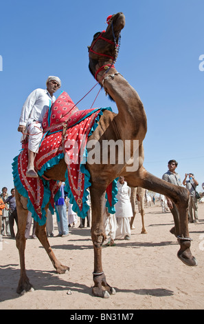 Kamel-Ausstellung. Nagaur Viehmarkt. Rajasthan. Indien Stockfoto