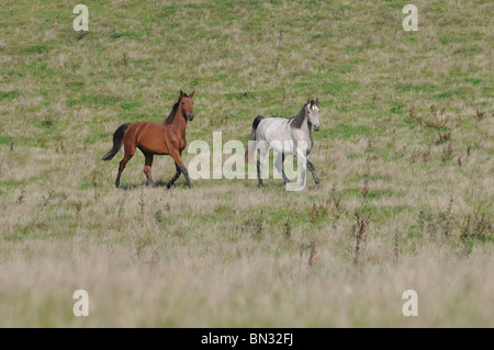 Pferd auf der Wiese Stockfoto