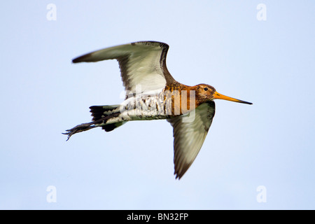 Schwarz angebundene Uferschnepfe; Limosa Limosa; im Flug Stockfoto