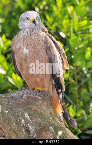 Schwarzmilan (Milvus Migrans) stehend auf einem Baumstumpf mit grünen Hintergrund unscharf bleibt Stockfoto