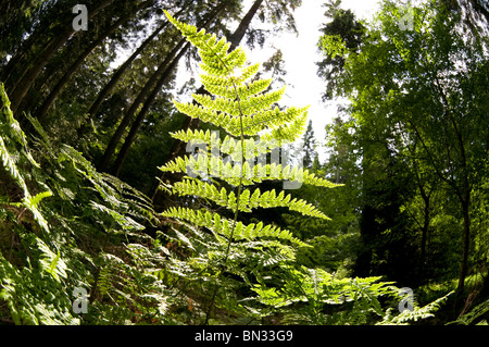 Farnblatt in Waldlandschaft, norfolk, england Stockfoto