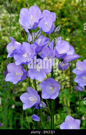 Campanula Persicifolia Pfirsich blättrige Glockenblume Stockfoto