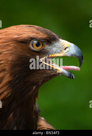 Steinadler aus nächster Nähe. Stockfoto