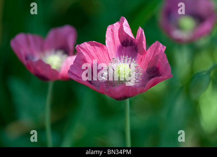 Rosa orientalische Mohn (Papaver Orientalis) Stockfoto