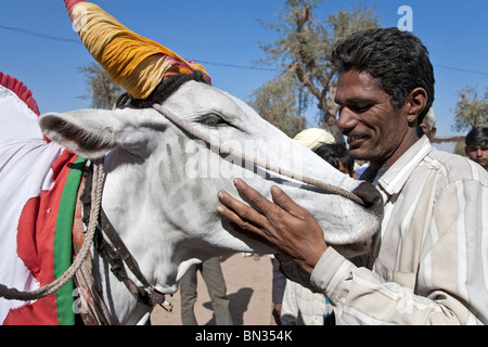 Mann mit seinem Ochsen. Nagaur Viehmarkt. Rajasthan. Indien Stockfoto