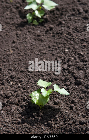 Neu gepflanzte Jungpflanzen Süßkartoffel (Ipomoea Batatas). South Yorkshire, England. Stockfoto