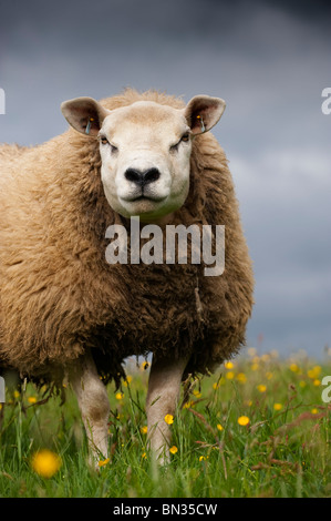 Texel Jährling Ram auf Wiese. Cumbria, UK Stockfoto