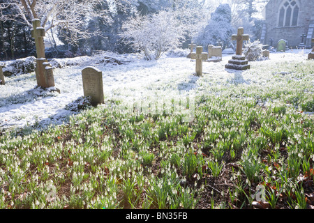 Schneeglöckchen im Schnee in der Ecke der Friedhof bei St. Johann der Baptist Church in Cotswold Dorf von Edge, Gloucestershire Stockfoto