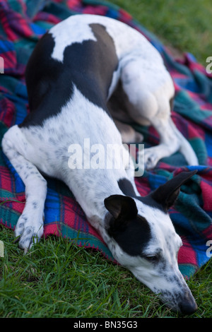 schwarze und weiße Whippet Hund im Garten in der Sonne auf einer karierten Decke Baden Stockfoto