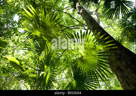 Tropische Palmenblätter im Wald, comer See, italien Stockfoto