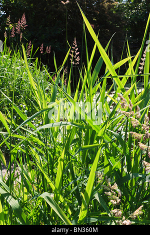 Contre Jour oder Hintergrundbeleuchtung Schilf und Binsen unter Harrold Brücke über den Fluss Great Ouse, Harrold, Bedfordshire, Uk, Stockfoto