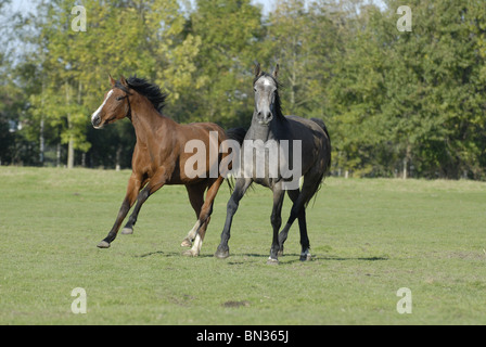 Pferde auf der Wiese Stockfoto