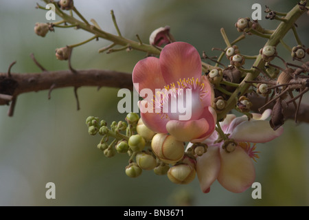 Cannonball-Baum Blume in voller Blüte Stockfoto