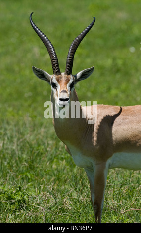 Grant es Gazelle, fotografiert in Serengeti Nationalpark, Tansania, Afrika Stockfoto