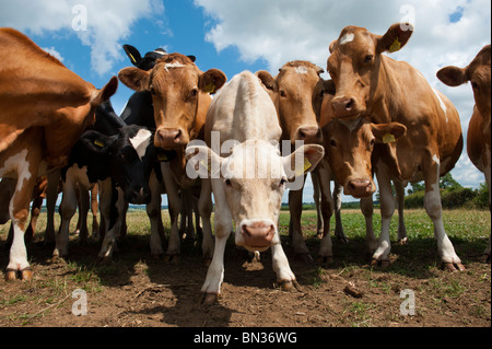 Linie der sehr neugierig neugierig Guernsey Kühe Stockfoto