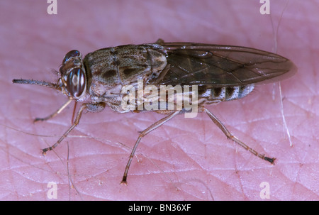 Tsetse-Fliege beißen und ernähren sich von einer person Stockfoto