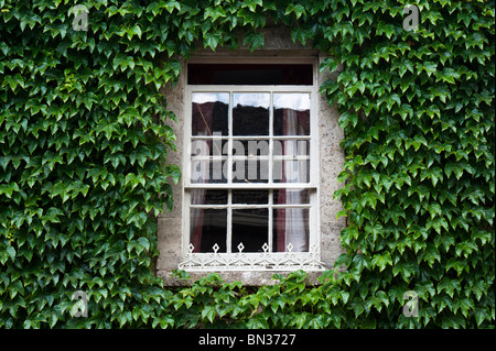 Parthenocissus Tricuspidata. Boston Ivy/Japanische Kriechgang für die Wand eines Hauses in der Umgebung einer alten hölzernen Schiebefenster. Cotswolds, UK. Stockfoto