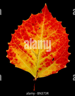 Östlichen Pappel Blatt mit gelben und roten Herbst Färbung, Herbstblatt Populus Deltoides, östlichen cottonwood Stockfoto