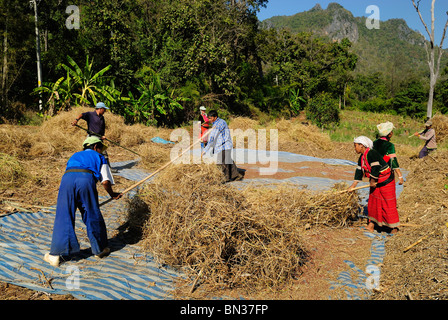 Lisu Menschen Ernten von Feldern in der Nähe von Dao Stadt, Bergstämme, in der Nähe von Chiang Mai, Thailand, Asien Stockfoto