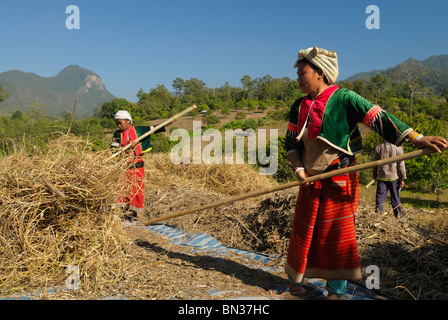 Lisu Menschen Ernten von Feldern in der Nähe von Dao Stadt, Bergstämme, in der Nähe von Chiang Mai, Thailand, Asien Stockfoto