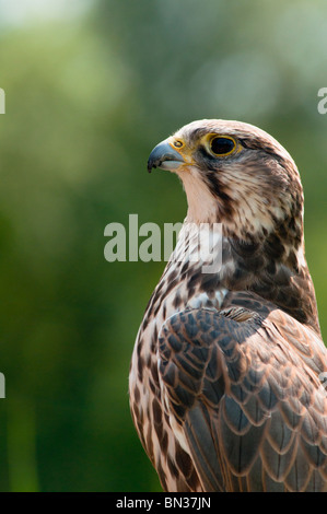 Weiblichen Turmfalken Stockfoto