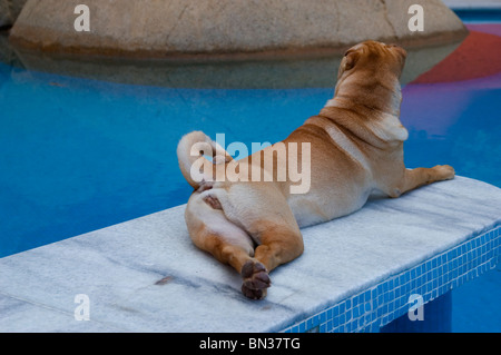 Sharpei Hund 18 Monate alt Acapulco Mexiko Stockfoto