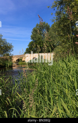 Schilf und Binsen unter Harrold Brücke über den Fluss Great Ouse, Harrold, Bedfordshire, Uk Stockfoto