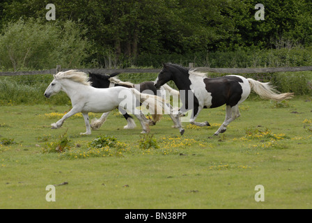 Irish Tinker ausgeführt Stockfoto