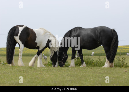 Beweidung Irish Tinker Stockfoto