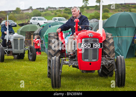 Landwirt fahren einen Oldtimer Massey Ferguson 35 X-Traktor bei einem schottischen Rinder zeigen. Stockfoto